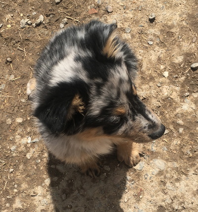 Australian Shepherds Wanabe Ranch